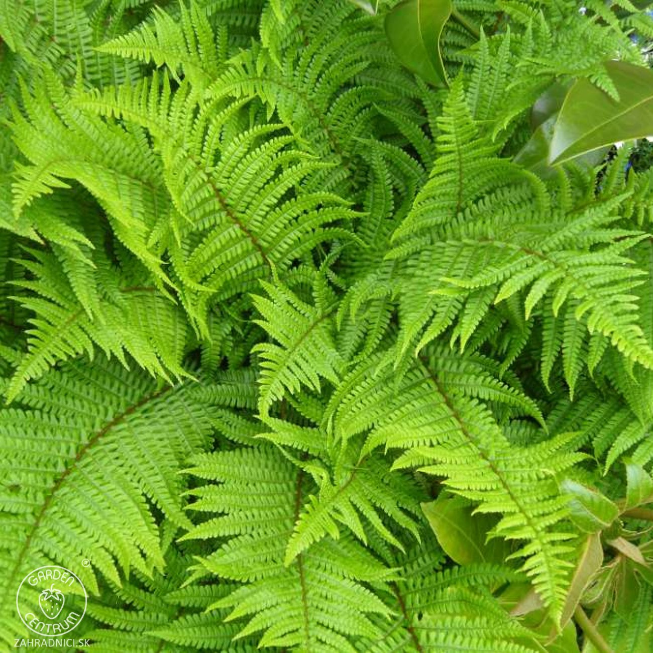 Obrázok Stálozelená papraď samčia (Dryopteris Filix mas) - výška 15-25 cm ⌀ 25 cm, kont. C2L