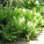 Stálozelená papraď samčia (Dryopteris Filix mas) - výška 15-25 cm ⌀ 25 cm, kont. C2L