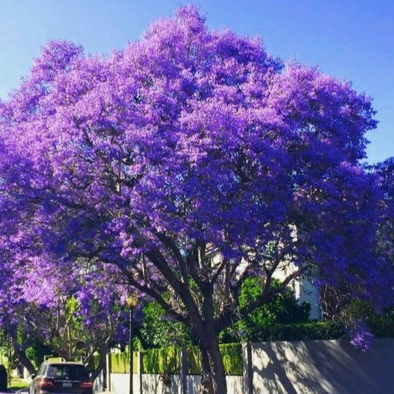Obrázok Paulovnia plstnatá (Paulownia tomentosa) ´HULSDONK´ - výška 30-50 cm, kont. C3L (-20°C)