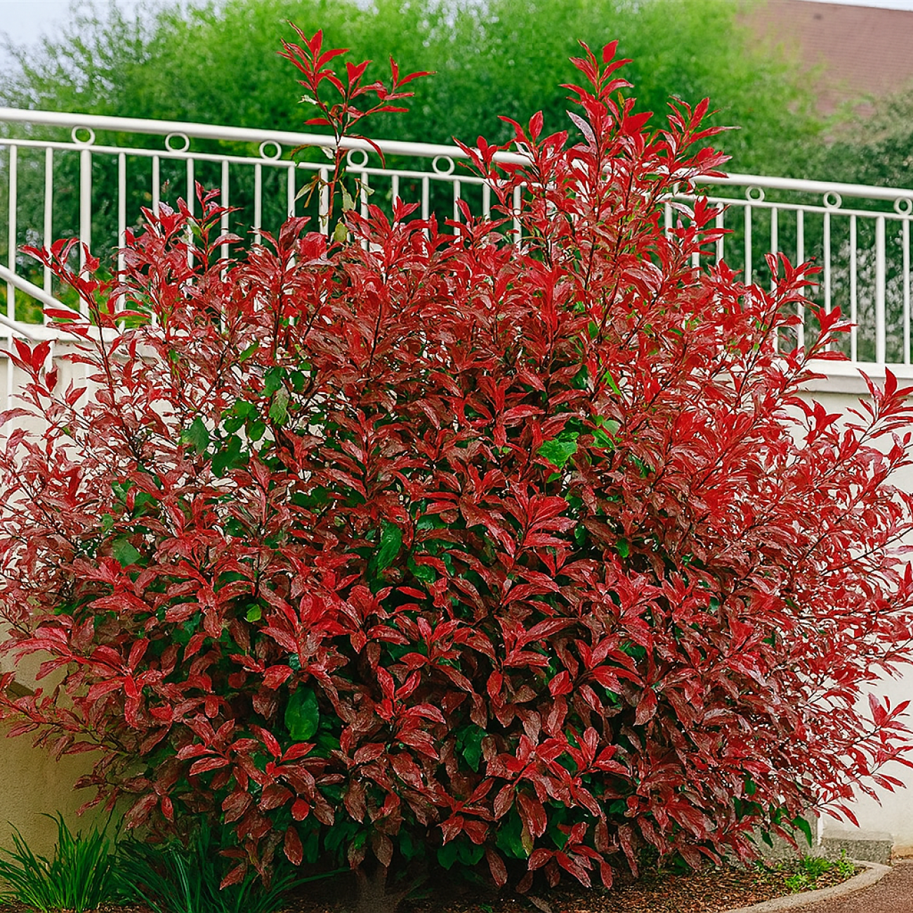 Obrázok Červienka Fraserova (Photinia × fraseri) ´ROBUSTA COMPACTA´ - výška 40-60 cm, kont. C3L (-21°C)