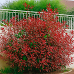 Červienka Fraserova (Photinia × fraseri) ´ROBUSTA COMPACTA´ - výška 40-60 cm, kont. C3L (-21°C)