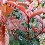 Červienka Fraserova (Photinia × fraseri) ´RED ROBIN´ - výška 90-110 cm, kont. C7L - NA KMIENKU