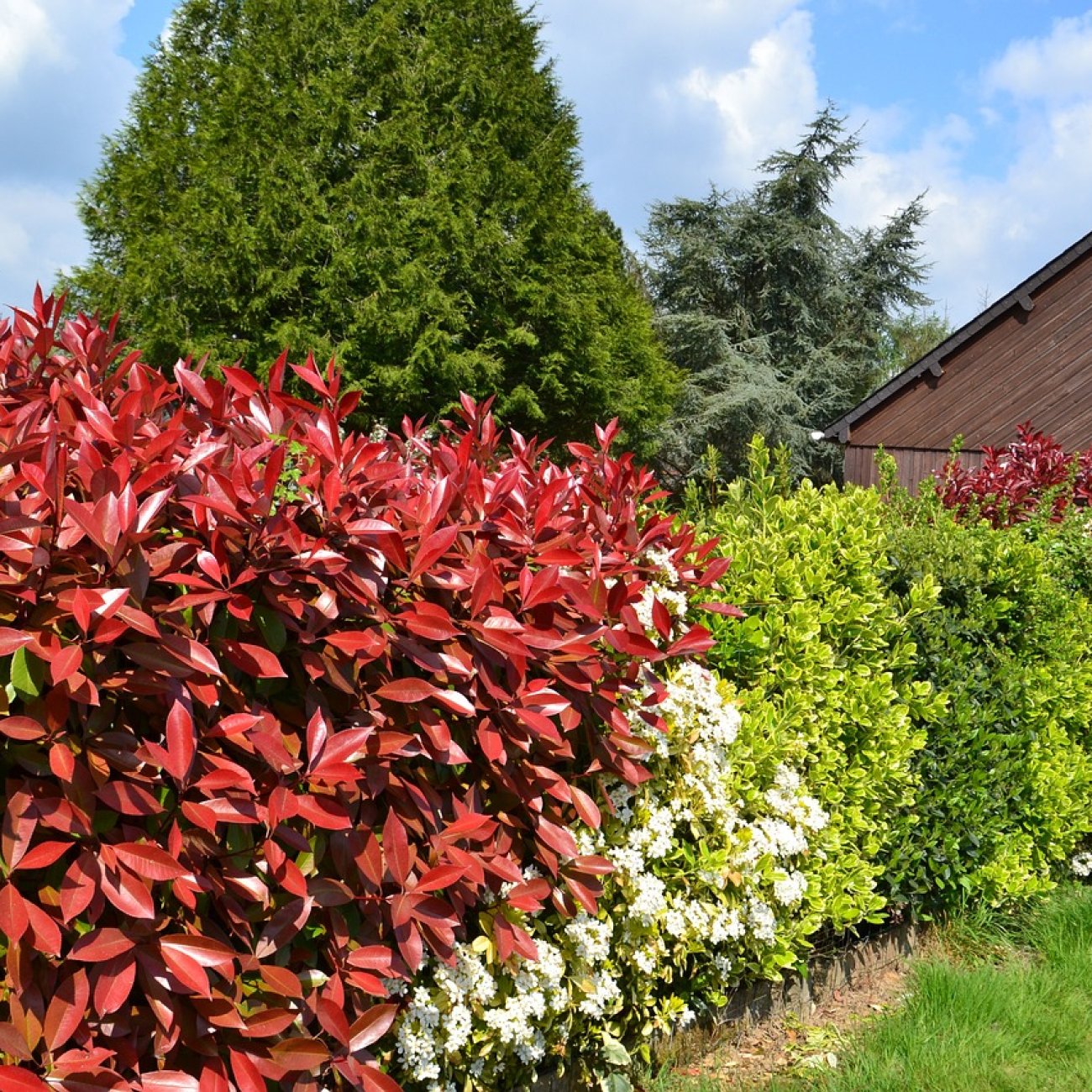 Obrázok Červienka Fraserova (Photinia × fraseri) ´RED ROBIN´ - výška 20-30 cm, kont. C2L