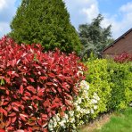 Červienka Fraserova (Photinia × fraseri) ´RED ROBIN´ - výška 20-30 cm, kont. C2L