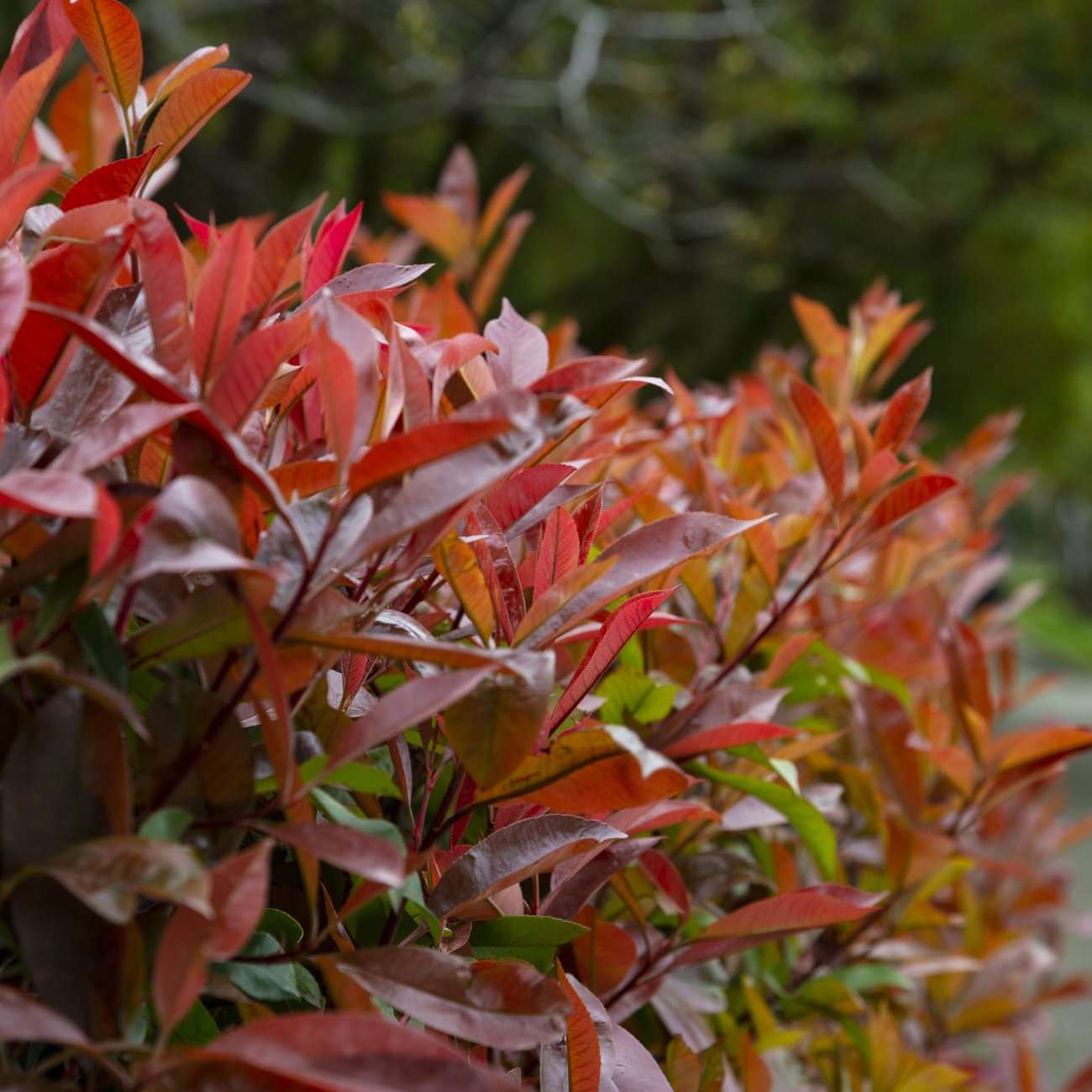 Obrázok Červienka Fraserova (Photinia × fraseri) ´ROBUSTA COMPACTA´ - výška 40-60 cm, kont. C3L (-21°C)