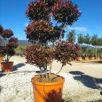 Červienka Fraserova (Photinia fraseri) ´RED ROBIN´ - výška 160-180 cm, kont. C90L PON PON EXEMPLÁR