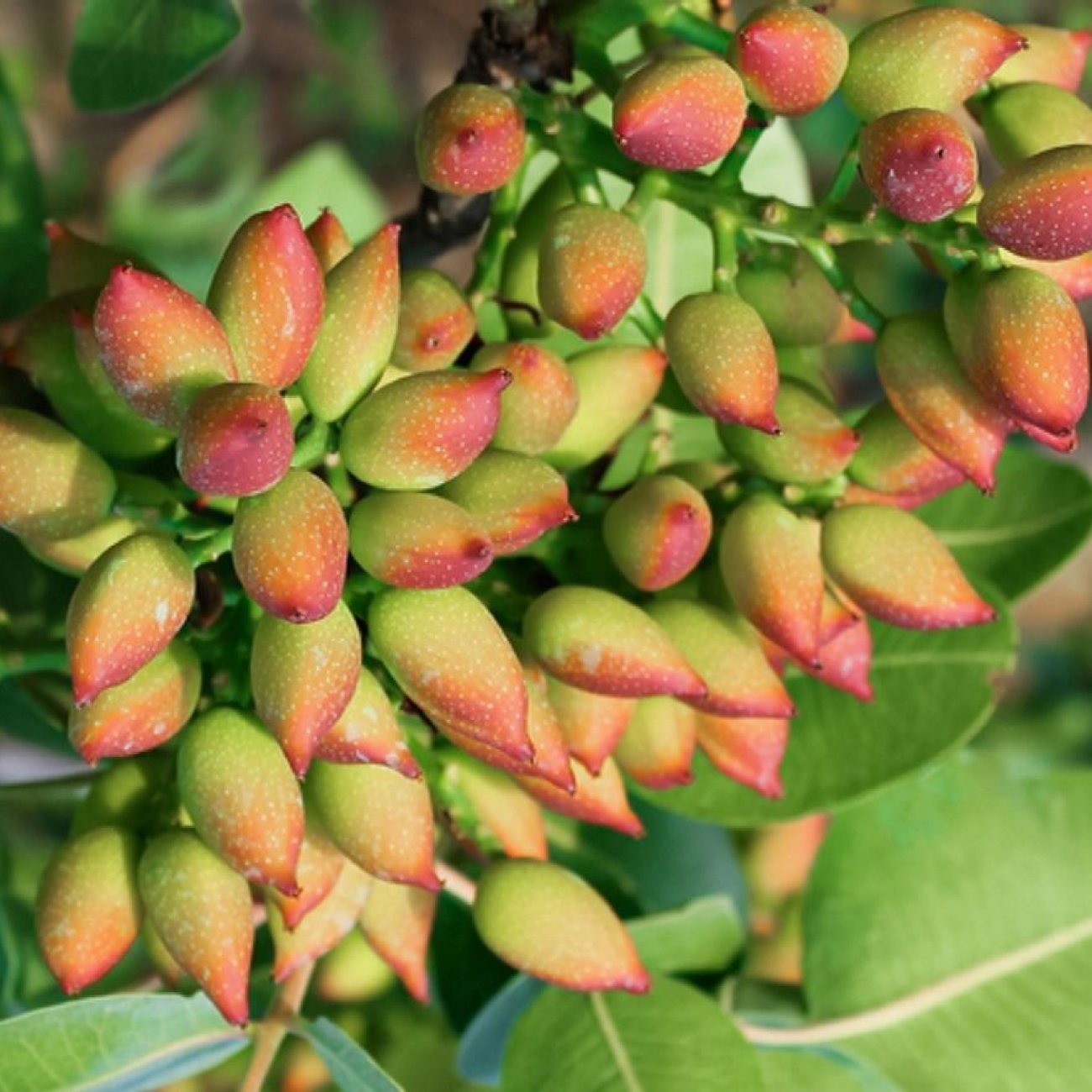 Obrázok Pistácia (Pistacia Vera) ´AEGENIA´ – výška 130-170 cm , kont. C10L, SAMIČKA -NA KMIENKU