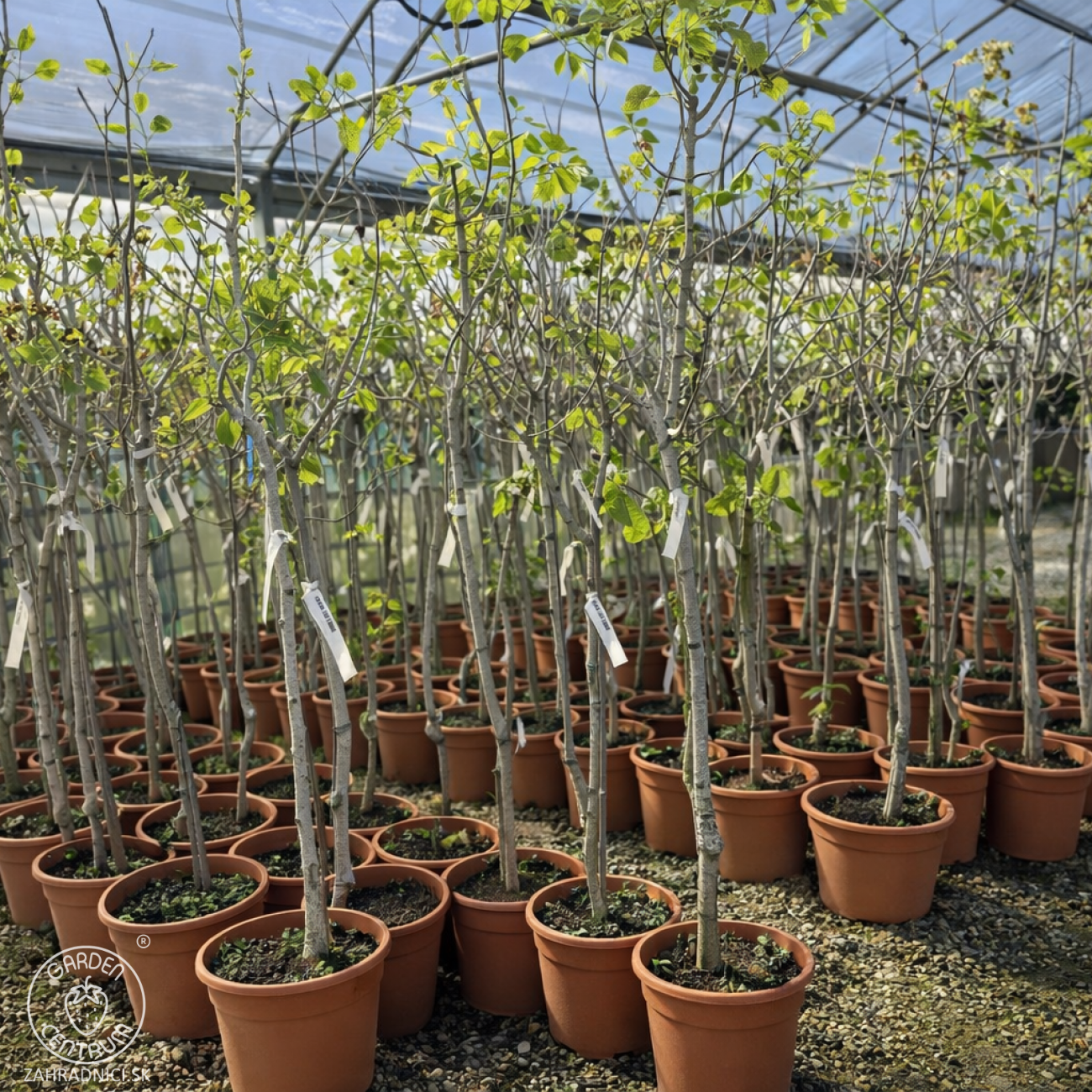 Obrázok Pistácia (Pistacia Vera) ´AEGENIA´ – výška 130-170 cm , kont. C10L, SAMIČKA -NA KMIENKU