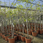 Pistácia (Pistacia Vera) ´AEGENIA´ – výška 130-170 cm , kont. C10L, SAMIČKA -NA KMIENKU