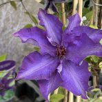 Plamienok (Clematis) ‘SO MANY DARK VIOLET FLOWERS’ - výška 60-80 cm, kont. C2L