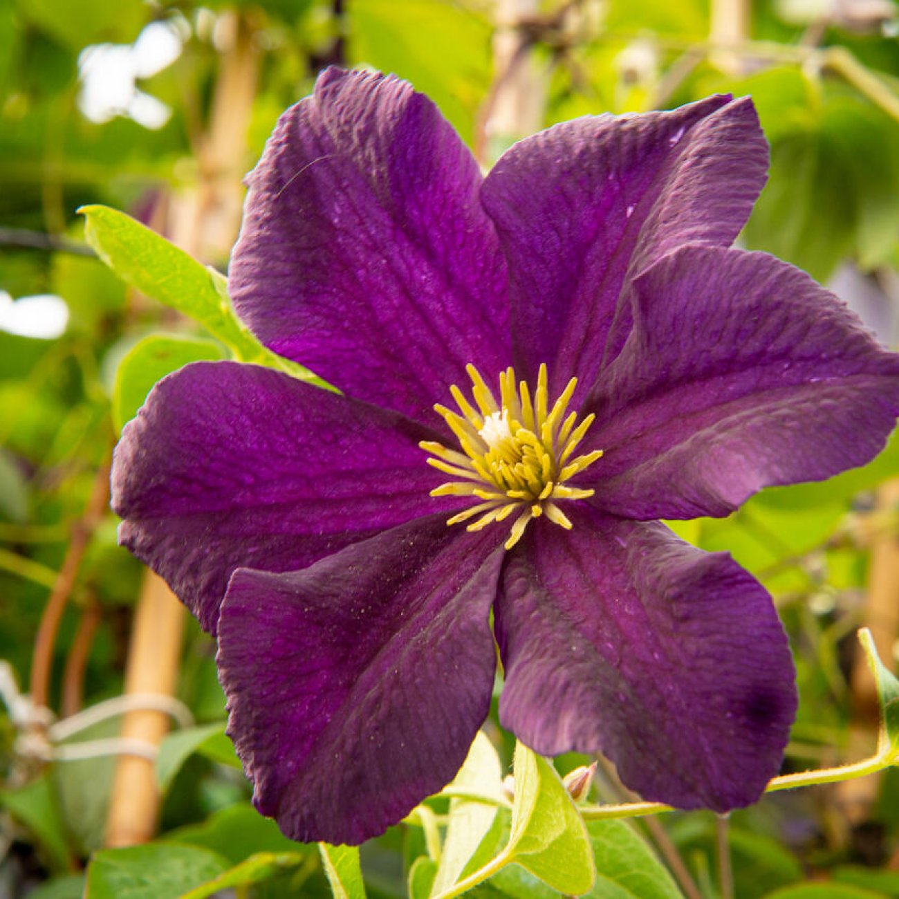 Obrázok Plamienok (Clematis) ´ROMANTIKA´ - výška 60-80 cm, kont. C2L