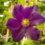 Plamienok (Clematis) ´ROMANTIKA´ - výška 60-80 cm, kont. C2L