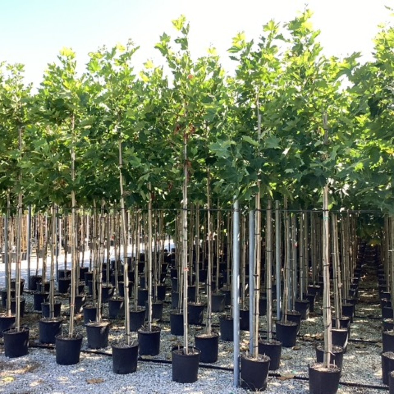 Obrázok Platan javorolistý (Platanus acerifolia) - výška 320-350 cm, obvod kmeňa 8/10 cm, kont. C18L