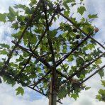 Platan javorolistý (Platanus acerifolia)  výška 260-280 cm, obvod kmeňa 10/12 cm, kont. C45L - STRECHA