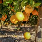 Pomarančovník (Citrus x sinensis) ´VALENCIA´ - výška 130-160 cm, obvod kmeňa 4/6 cm, kont. C10L