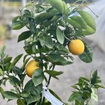 Pomarančovník (Citrus x sinensis) ´VALENCIA´ - výška 130-160 cm, obvod kmeňa 4/6 cm, kont. C10L