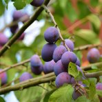Slivka domáca (Prunus domestica) ´PRESIDENT´ - neskorá, výška 150-180 cm, voľnokorenná