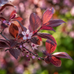 Okrasná slivka (Prunus × cistena) - výška 30-40 cm, kont. C3L