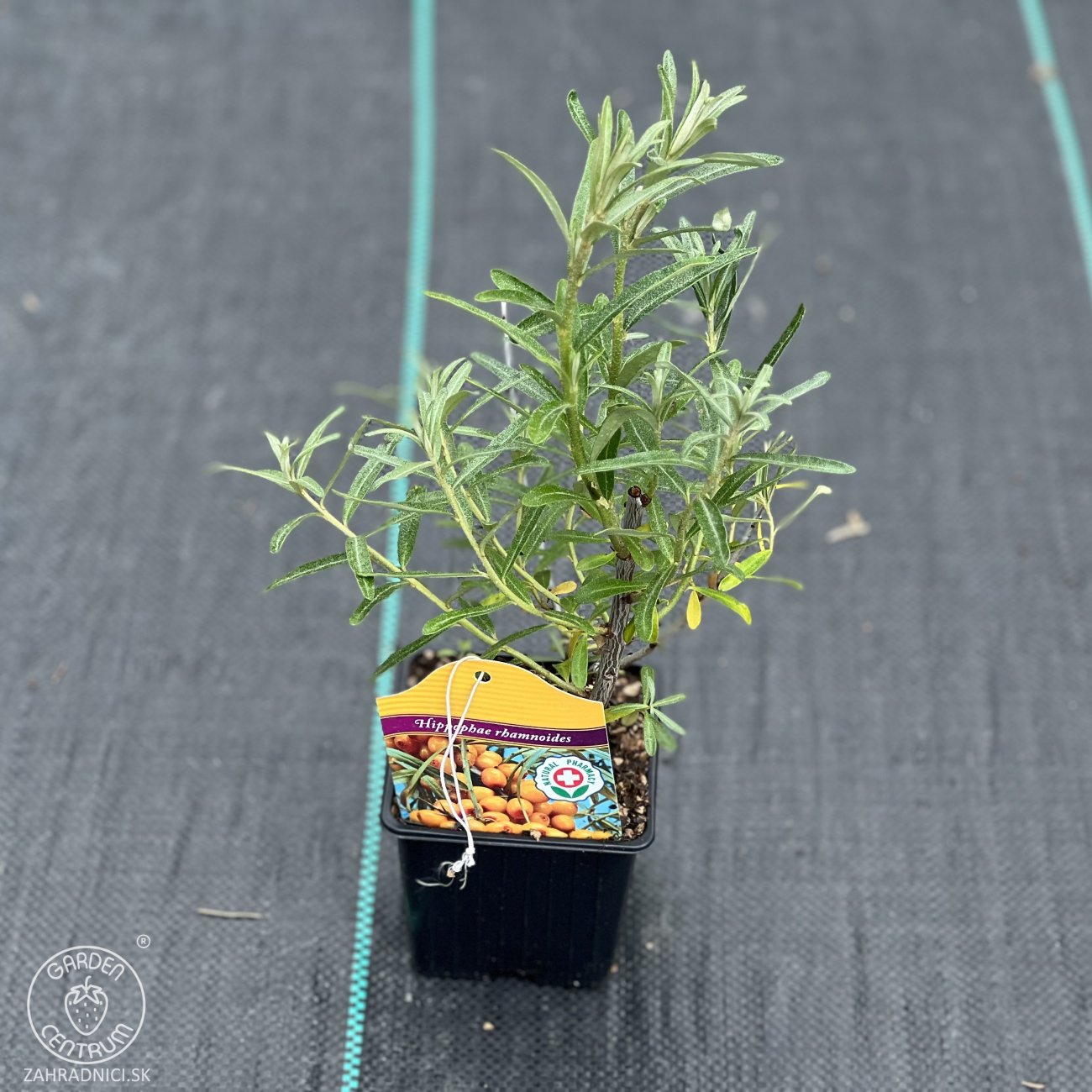 Obrázok Rakytník rešetliakový (Hippophae rhamnoides) ´POLLMIX´ - výška 40-50 cm, kont. P9/C3L - SAMEC