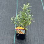 Rakytník rešetliakový (Hippophae rhamnoides) ´POLLMIX´ - výška 40-50 cm, kont. P9/C3L - SAMEC