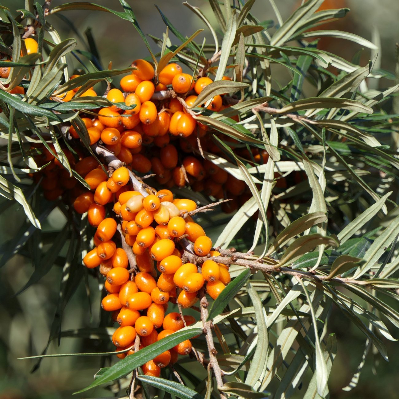 Obrázok Rakytník rešetliakový (Hippophae rhamnoides) ‘NIVELENA’ - výška 20-40 cm, kont.P9/P11 - SAMICA