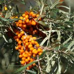 Rakytník rešetliakový (Hippophae rhamnoides) ‘NIVELENA’ - výška 20-40 cm, kont.P9/P11 - SAMICA