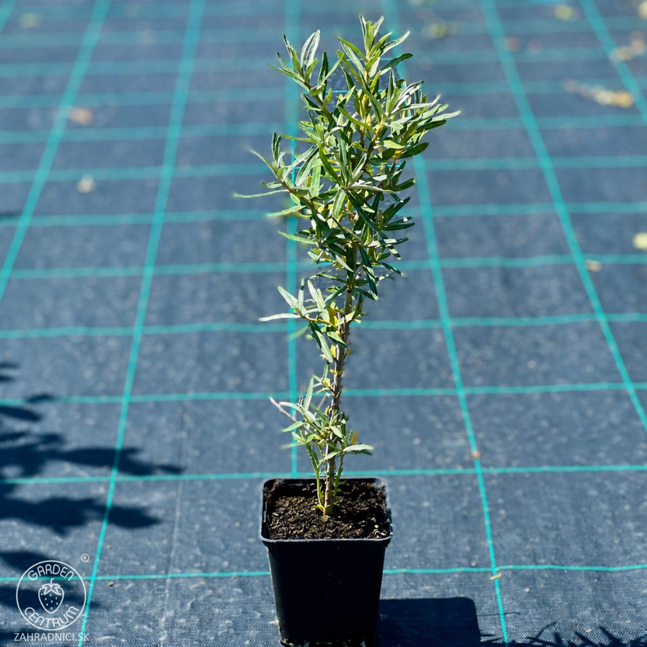 Obrázok Rakytník rešetliakový (Hippophae rhamnoides) ‘NIVELENA’ - výška 20-40 cm, kont.P9/P11 - SAMICA