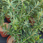 Rakytník rešetliakový (Hippophae rhamnoides) ´POLLMIX´ - výška 40-50 cm, kont. P9/C3L - SAMEC