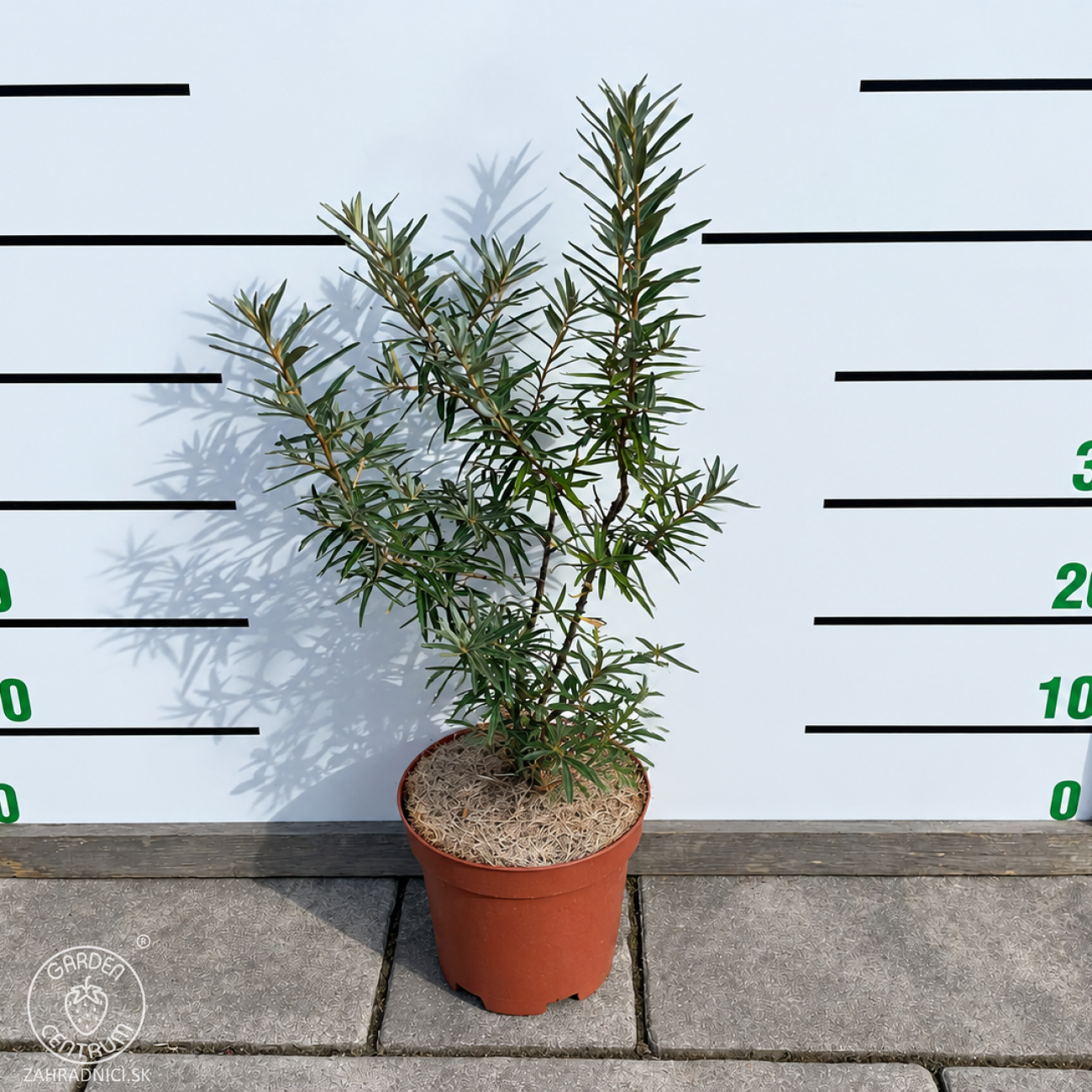 Obrázok Rakytník rešetliakový (Hippophae rhamnoides) ´POLLMIX´ - výška 40-50 cm, kont. P9/C3L - SAMEC