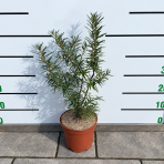 Rakytník rešetliakový (Hippophae rhamnoides) ´POLLMIX´ - výška 40-50 cm, kont. P9/C3L - SAMEC