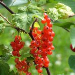 Ríbezľa červená (Ribes rubrum) ´JONKHEER VAN TETS´ - výška 40-60 cm, skorá, kont. C2L - KRÍKOVÁ