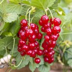 Ríbezľa červená (Ribes rubrum) ´DETVAN´- skorá 70-100 cm; voľnokorenná - STROMČEKOVÁ/NA KMIENKU