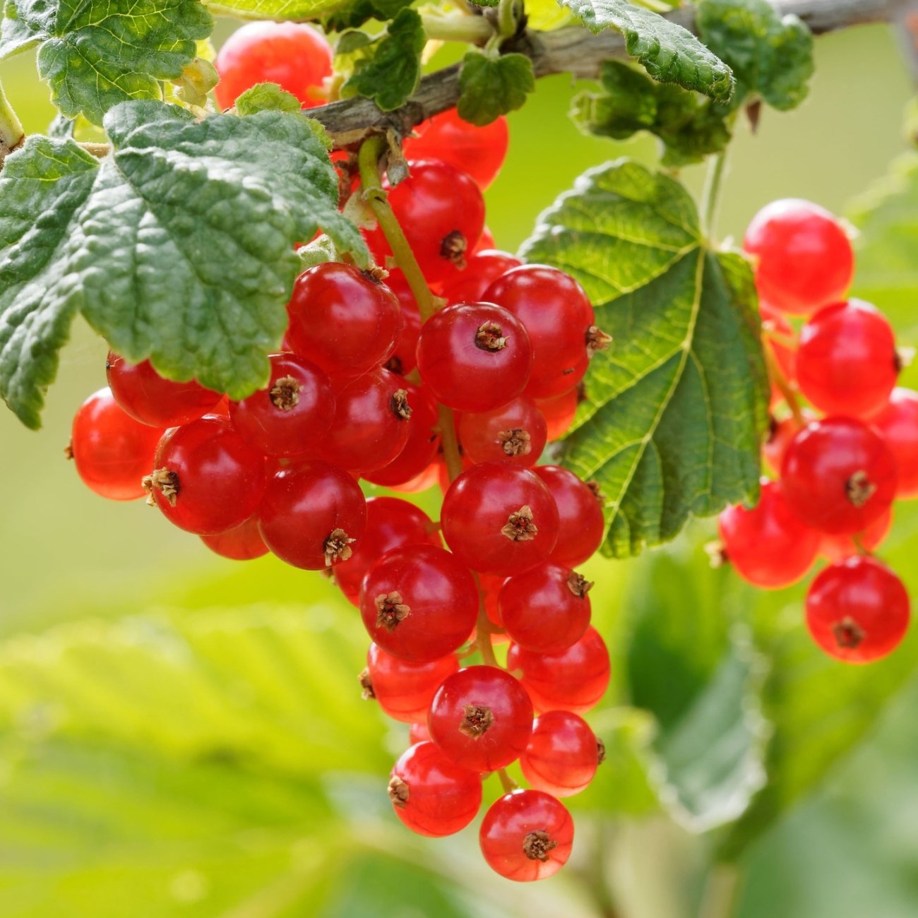 Obrázok Ríbezľa červená (Ribes rubrum) ´ROSETTA´ skorá, výška 20-30 cm, kont. C2L - KRÍČKOVÁ
