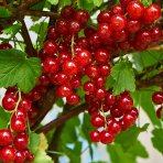 Ríbezľa červená (Ribes rubrum) ´JONKHEER VAN TETS´ - výška 70-100 cm, neskorá, voľnokorenná - STROMČEKOVÁ/NA KMIENKU