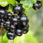 Ríbezľa čierna (Ribes nigrum) ´TITANIA´ - stredne skorá, výška 40-60 cm, kont. C5L - KRÍKOVÁ