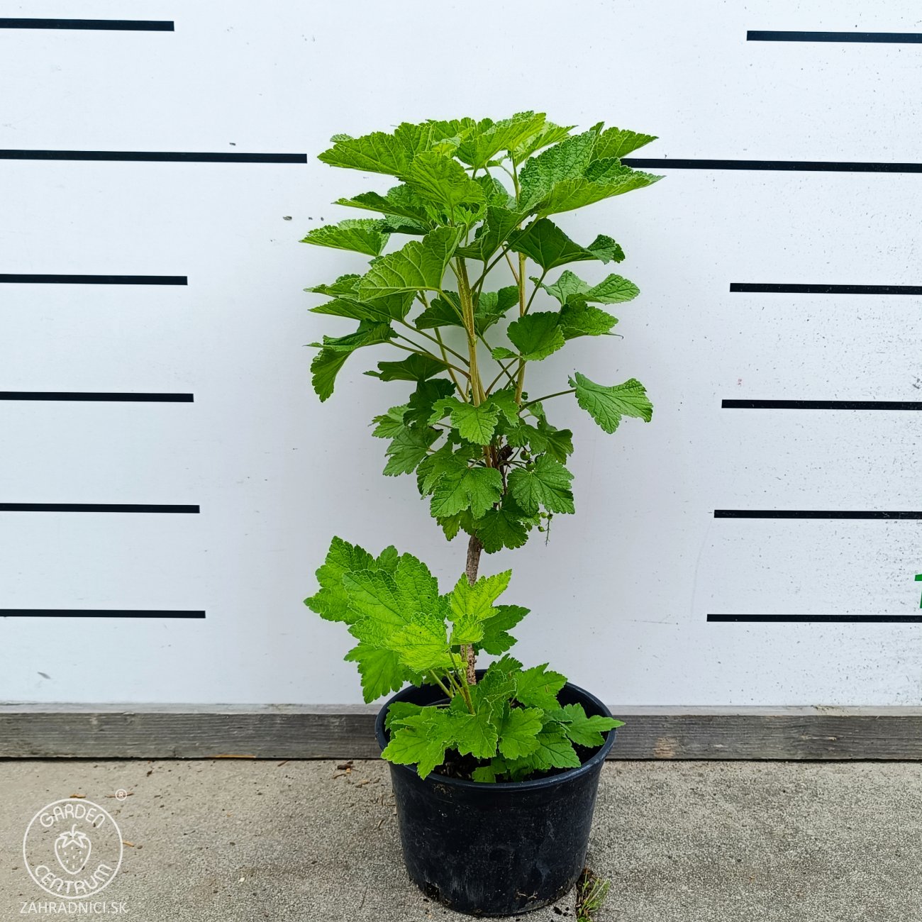 Obrázok Ríbezľa červená (Ribes rubrum) ´DETVAN´ - skorá 50-60 cm, kont. C2L - KRÍKOVÁ