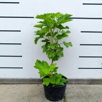 Ríbezľa červená (Ribes rubrum) ´DETVAN´ - skorá 50-60 cm, kont. C2L - KRÍKOVÁ