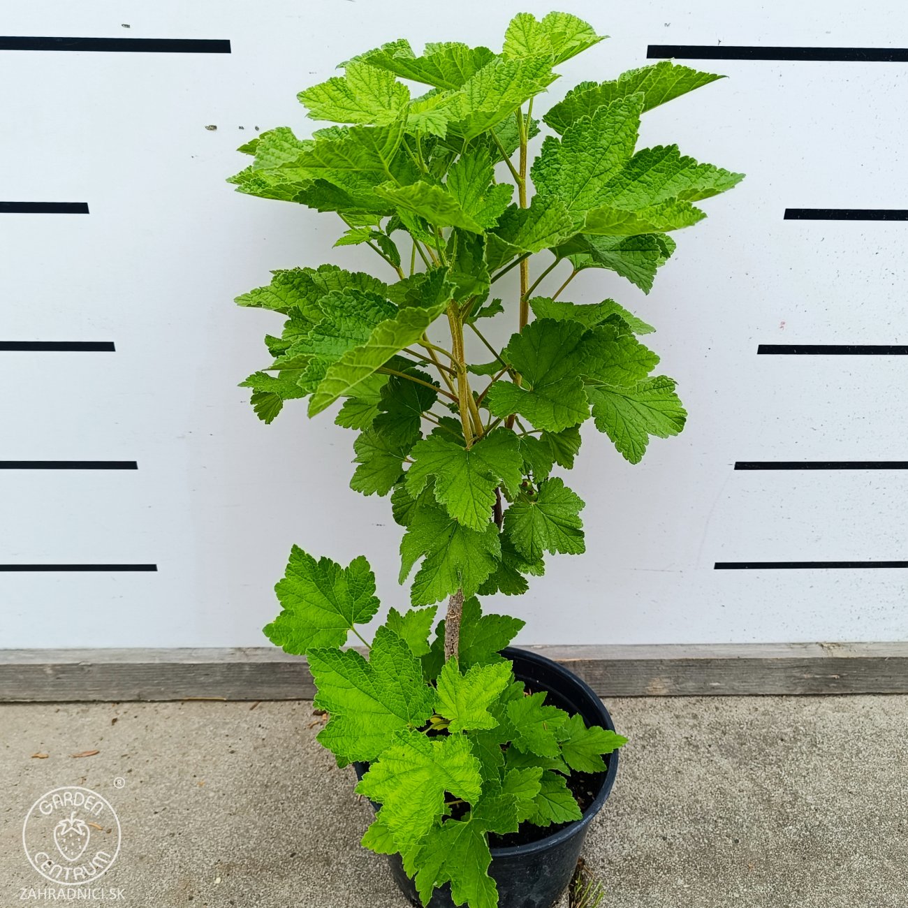 Obrázok Ríbezľa červená (Ribes rubrum) ´DETVAN´ - skorá 50-60 cm, kont. C2L - KRÍKOVÁ