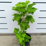 Ríbezľa červená (Ribes rubrum) ´DETVAN´ - skorá 50-60 cm, kont. C2L - KRÍKOVÁ