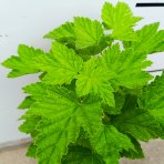 Ríbezľa červená (Ribes rubrum) ´DETVAN´ - skorá 50-60 cm, kont. C2L - KRÍKOVÁ