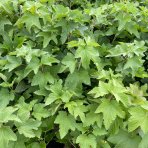 Ríbezľa čierna (Ribes nigrum) ´OJEBYN´ - stredne skorá, výška 50-70 cm, kont. C3L - KRÍKOVÁ