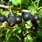 Josta - kríženec ríbezle a egreša (Ribes nidigrolaria) - stredne skorá 100-120 cm, kont. C2L - KRÍKOVÁ