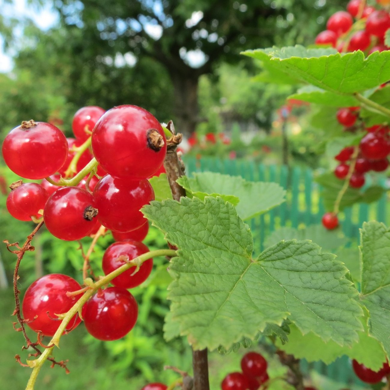 Obrázok Ríbezľa červená (Ribes rubrum) ´ROLAN´ - neskorá 70-100 cm; voľnokorenná - STROMČEKOVÁ/NA KMIENKU