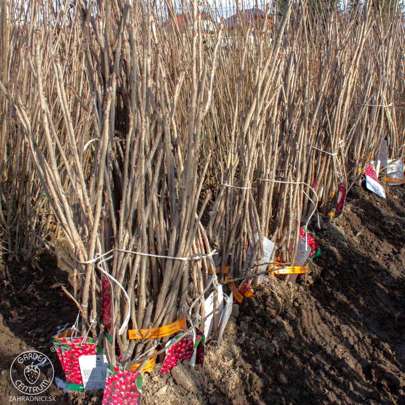 Obrázok Ríbezľa červená (Ribes rubrum) ´DETVAN´- skorá 70-100 cm; voľnokorenná - STROMČEKOVÁ/NA KMIENKU