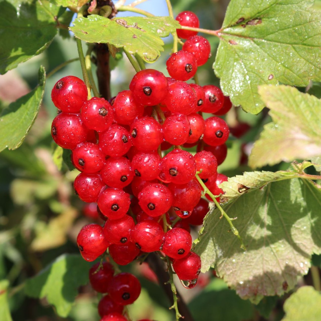 Obrázok Ríbezľa červená (Ribes rubrum) ´JONKHEER VAN TETS´ - skorá, výška 40-60 cm, voľnokorenná - KRÍKOVÁ