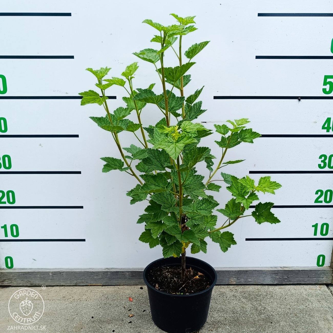 Obrázok Ríbezľa červená (Ribes rubrum) ‘RONDOM’ - výška 40-60 cm, kont. C2L - KRÍČKOVÁ