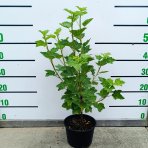 Ríbezľa červená (Ribes rubrum) ‘RONDOM’ - výška 40-60 cm, kont. C2L - KRÍČKOVÁ