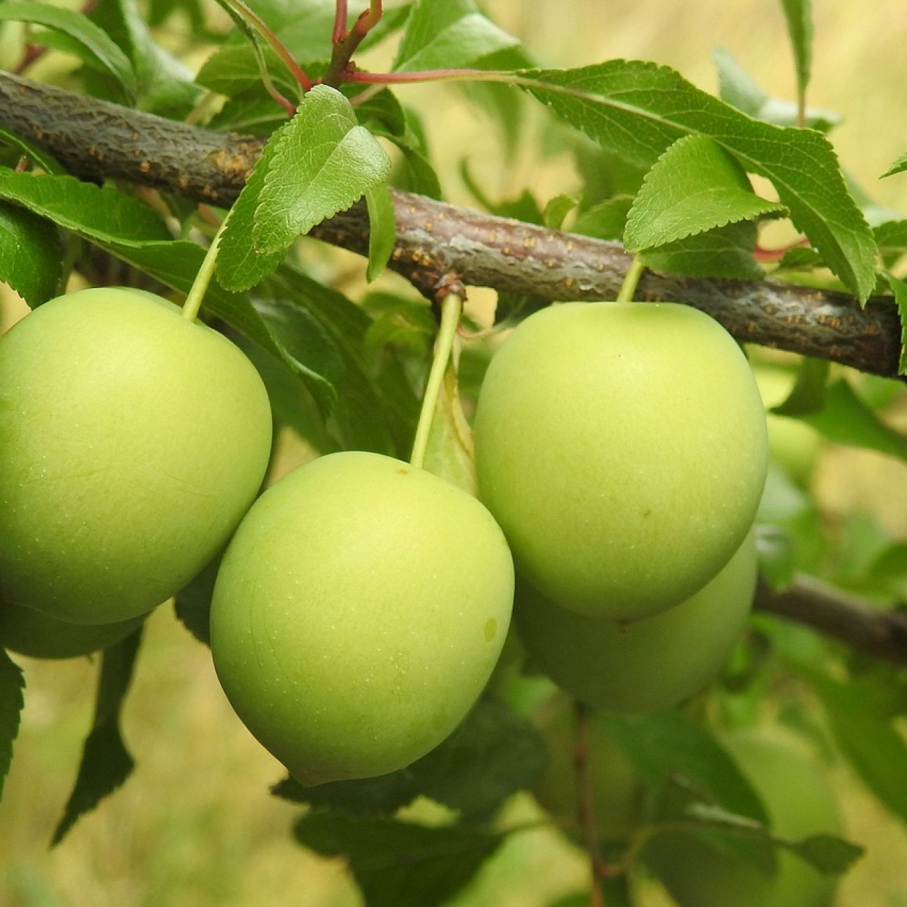 Obrázok Ringlota (Prunus domestica subsp. Italica) ´ULENA´ - stredne skorá, výška 150-180 cm, voľnokorenná