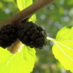 Moruša čierna (Morus nigra) ‘GERARDI DWARF’ - výška 20-30 cm, kont. C2L