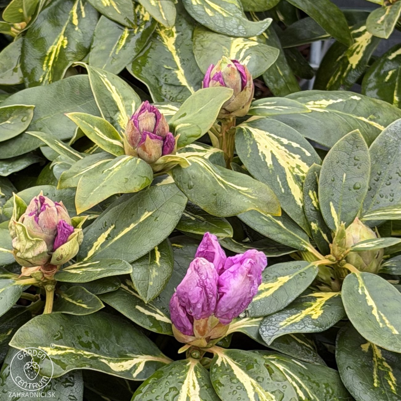 Obrázok Rododendron hybridný (Rhododendron hybridum) ´GOLD FLIMMER´ - výška 30-50 cm, kont. C4L